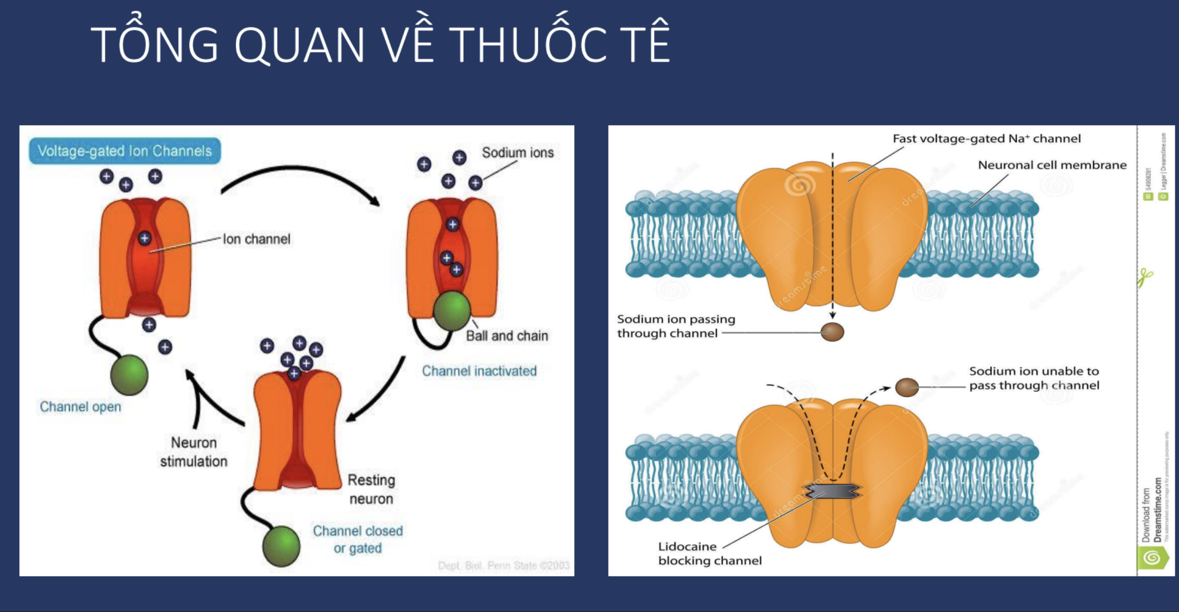 Ca lâm sàng: Ngộ độc thuốc tê toàn thân (Local Anesthetic Systemic Toxicity - LAST)